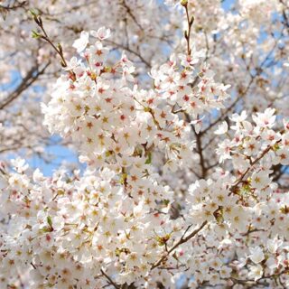 別府温泉の桜の画像